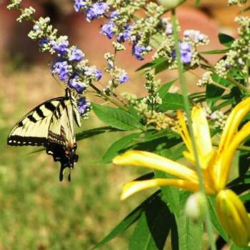 <b>Eastern Tiger Swallowtail 08-20-13 / Sue OK</b>