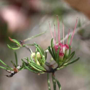 <b>183_3764 Darwinia procera, Myrtaceae, Ln Co, NPk, Sydney, 13th Oct'09, Kate/Sydney</b>