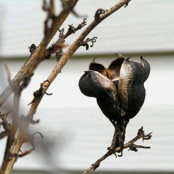 <b>Seed Pod  07-31-13 / Sue OK</b>