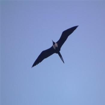 <b>Great Frigatebird (Fregata minor), Rio de Janeiro</b>