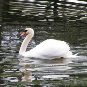 <b>Guinevere The Swan /Sue OK</b>