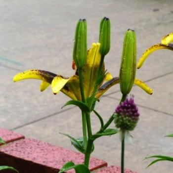 <b>Lion Heart Lily 07-31-13 / Sue OK</b>