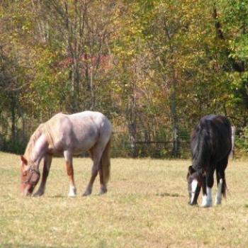 <b>Sissy & Clyde /Sue OK</b>