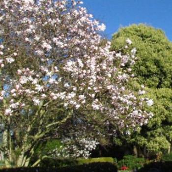 <b>Blackwood and Star Magnolia in flower -Spring view from my backdoor. -Sacky</b>