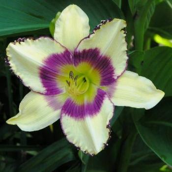 <b>Daylily Southern Patriot/Sue OK</b>