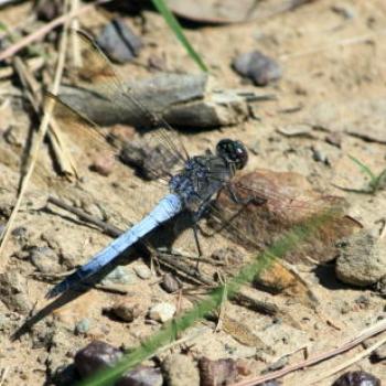 <b>181_7157 after wedding, Blue Skimmer Dragonfly - Orthetrum caledonicum Libellulidae, 'Wandin Valley Wine & Cricket Club', Hunter Valley, 8th Mar'09, Kate/Sydney</b>