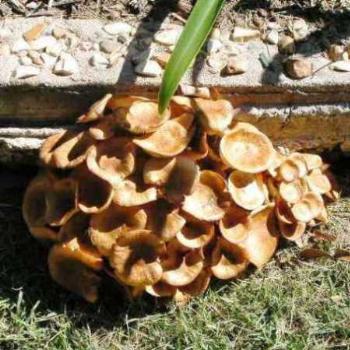 <b>Mushrooms / Fungus 08-20-13 / Sue OK</b>