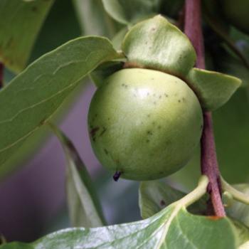 <b>3901 Persimmon, Diospyros kaki, food of the gods, Ebenaceae, property near Gloucester, 28th Dec'10, Kate/Sydney</b>