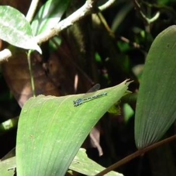 <b>Odonata, Rio Negro, Brazil</b>