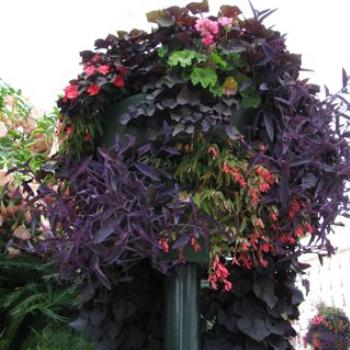 <b>Colourful planting, Cannes, France -Sacky</b>
