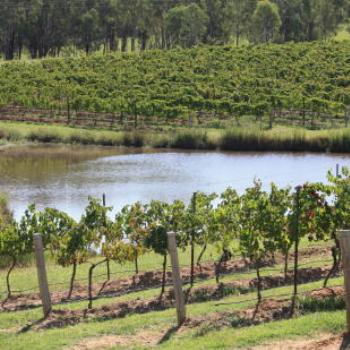 <b>181_7243 after wedding, grape vines, 'Wandin Valley Wine & Cricket Club', Hunter Valley, 8th Mar'09, Kate/Sydney</b>