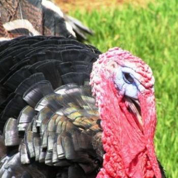 <b>Gobble, Gobble /Sue OK</b>