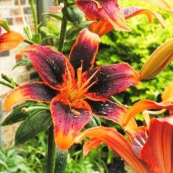 <b>Lily Forever Susan 07-31-13 / Sue OK</b>