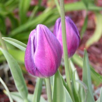 <b>Light Purple Tulips08-20-13 / Sue OK</b>