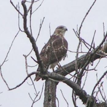 <b>Hawk 07-31-13 / Sue OK</b>