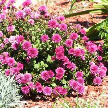<b>Pink Mums 08-20-13 /Sue OK</b>