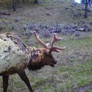<b>Elk by road, Yellowstone Park</b>