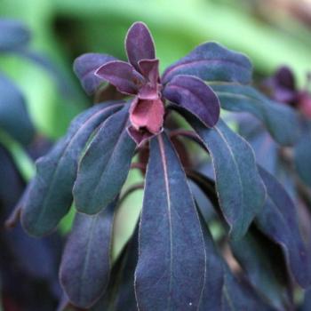 <b>9154 leaves, Sefton Cottage, Mt Wilson, Blue Mountains, NSW, 1st Aug'10, Kate/Sydney</b>