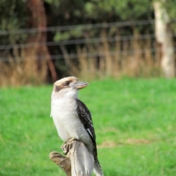<b>Kookaburra in a pose</b>