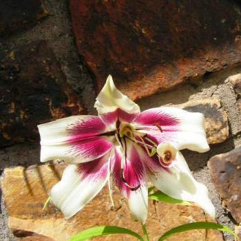 <b>Atika Lily /Sue OK</b>