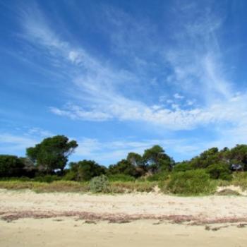 <b>Shoreline, Waterhouse Conservation Area, Tasmania</b>