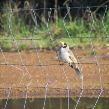 <b>Noisy Miner - aggressive, scavenging honey-eater, Midlands Tasmania - Sacky</b>