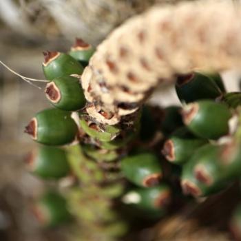 <b>4223 seeds Kentia Palm, Howea forsteriana, Arecaceae 1st Jan'11, Bar Point, Hawkesbury R, Kate/Sydney </b>