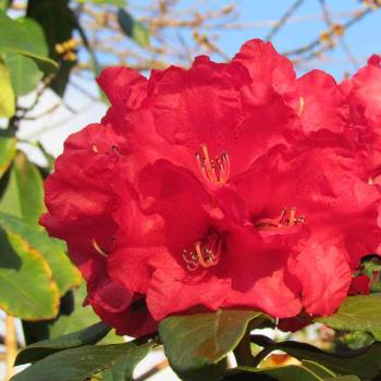 <b>Rhododendron - Sacky</b>