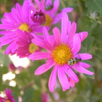 <b>Bee on Pink /Sue OK</b>