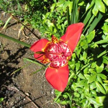<b>Tigridia pavonia - Jockeys Cap - native of Mexico</b>