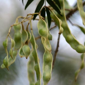 <b>182_9786 seed pods, Mountain Cedar Wattle, Cedar Wattle, Acacia elata, Fabaceae, Mimosoideaes, Sydney, 2nd Sept'12, Kate/Sydney</b>