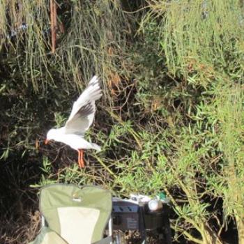 <b>Picnic scavenger - Silver Gull</b>