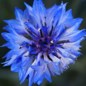 <b>Cornflower - Sacky</b>