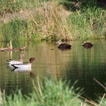 <b>Australian Wood Duck pair (foreground) and Pacific Black Duck pair - Sacky</b>