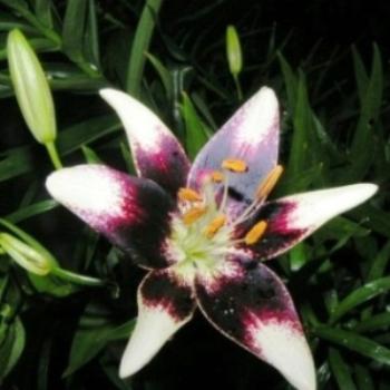 <b>Cherry Vanilla Lily 07-31-13 / Sue OK</b>