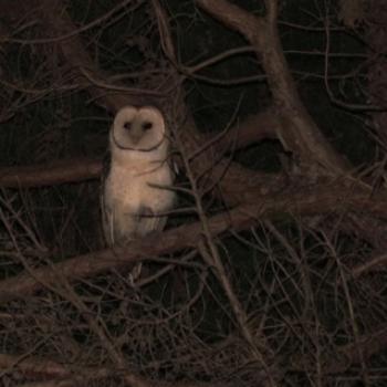 <b>Masked Owl, Tasmania</b>