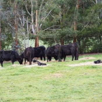 <b>Comfortable calves - Sacky</b>