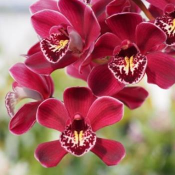 <b>Orchid - Sacky</b>