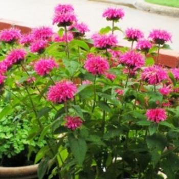 <b>Flower { I don't know the name} 07-31-13 / Sue OK</b>