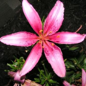 <b>Pink Lily 07-31-13 / Sue OK</b>