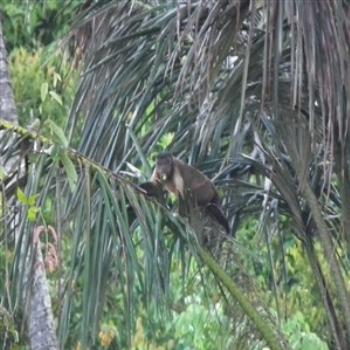 <b>Tufted capuchin (Cebus apella), Rio Negro, Brazil</b>