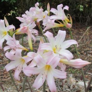 <b>Belladonna lilies</b>