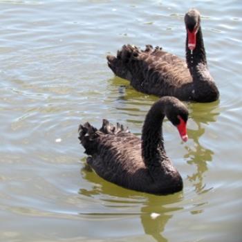 <b>Swans on the Tamar River, Tasmania</b>