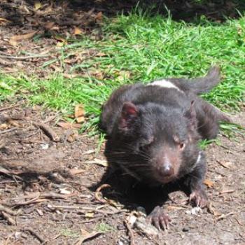 <b>Tasmanian devil, Bicheno,Tasmania</b>