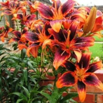 <b>Lily Forever Susan 07-31-13 / Sue OK</b>