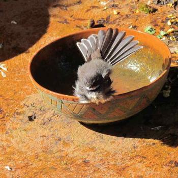 <b>Why the Grey Fantail got its name. </b>