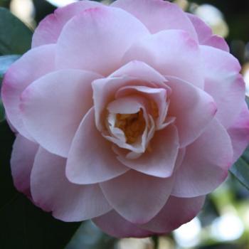 <b>9097 Camellia, Wychwood, Mt Wilson, Blue Mountains, NSW, 1st Aug'10, Kate/Sydney</b>