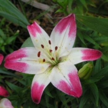 <b>Pink & White Lily 08-20-13 /Sue OK</b>