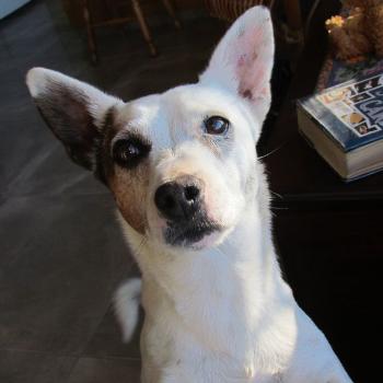 <b>Rufus- up close and personal</b>