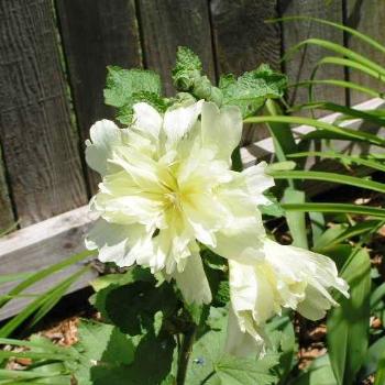 <b>White Double Hollyhock 08-20-13 / Sue OK</b>